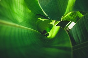 Banana leaves are green nature.